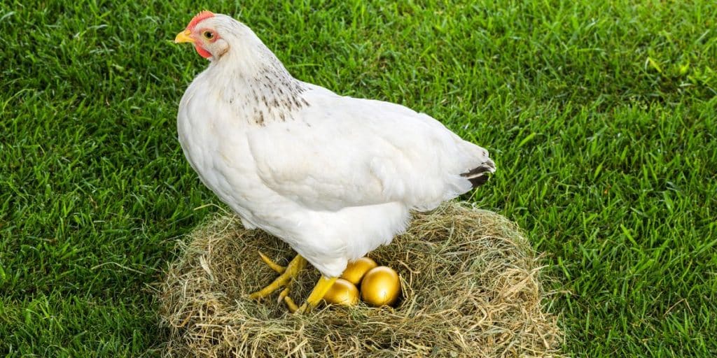 Dealing with Reproductive Issues and Egg Abnormalities