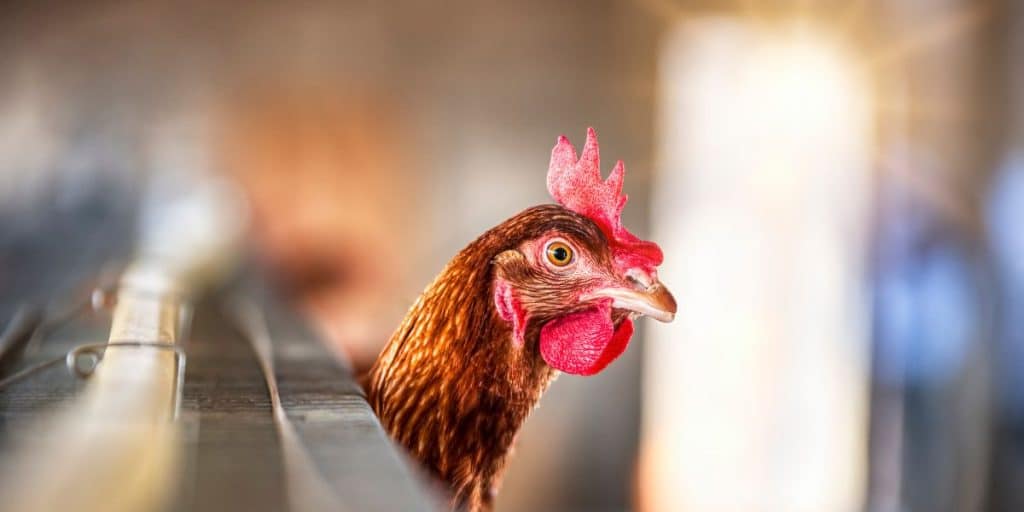 Regular health checks for chickens