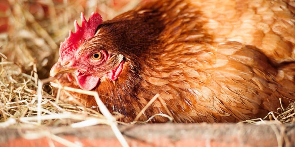 Best practices for chicken healthcare