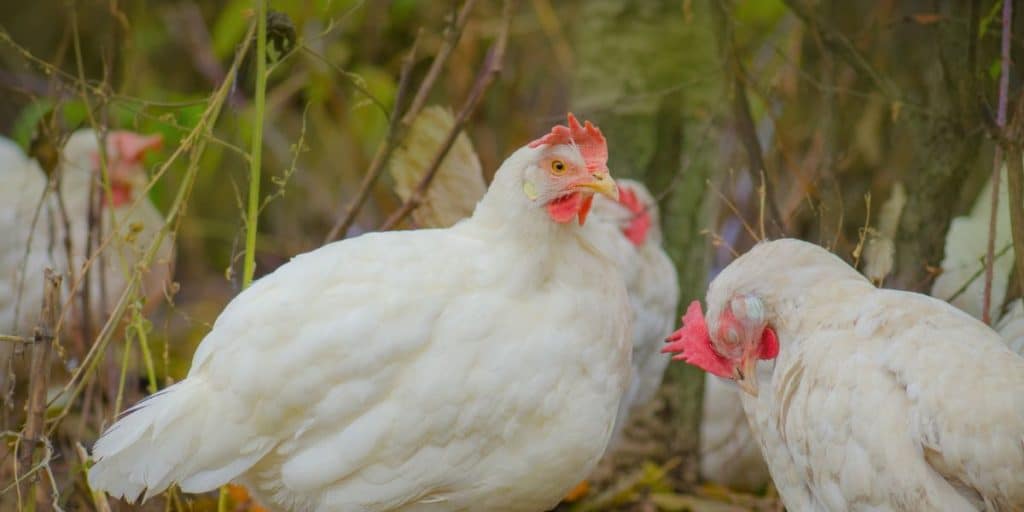 Recognising signs of a healthy flock