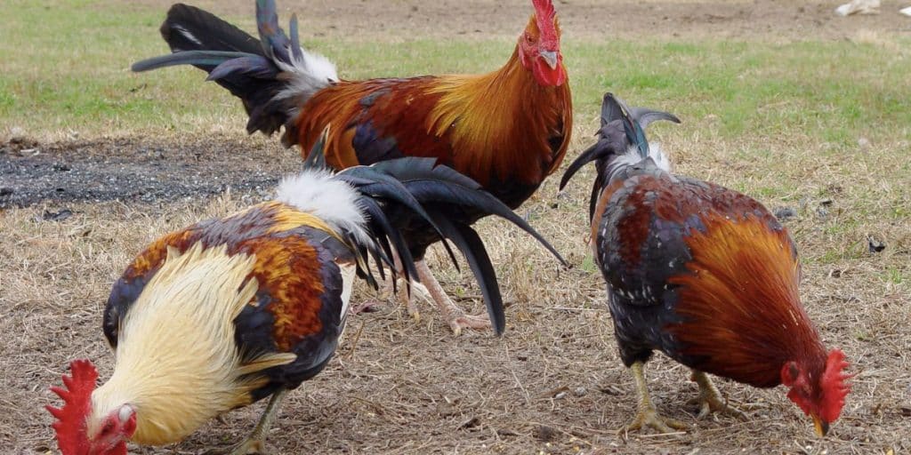 Managing Flock Dynamics: Pecking Order and Socialization