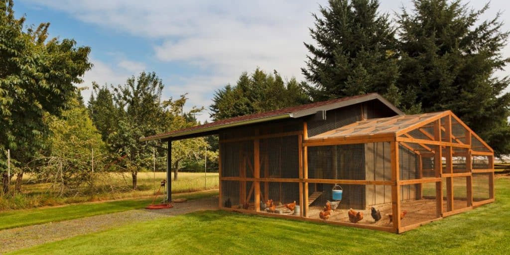 Future proof your chicken coop to prevent overcrowding