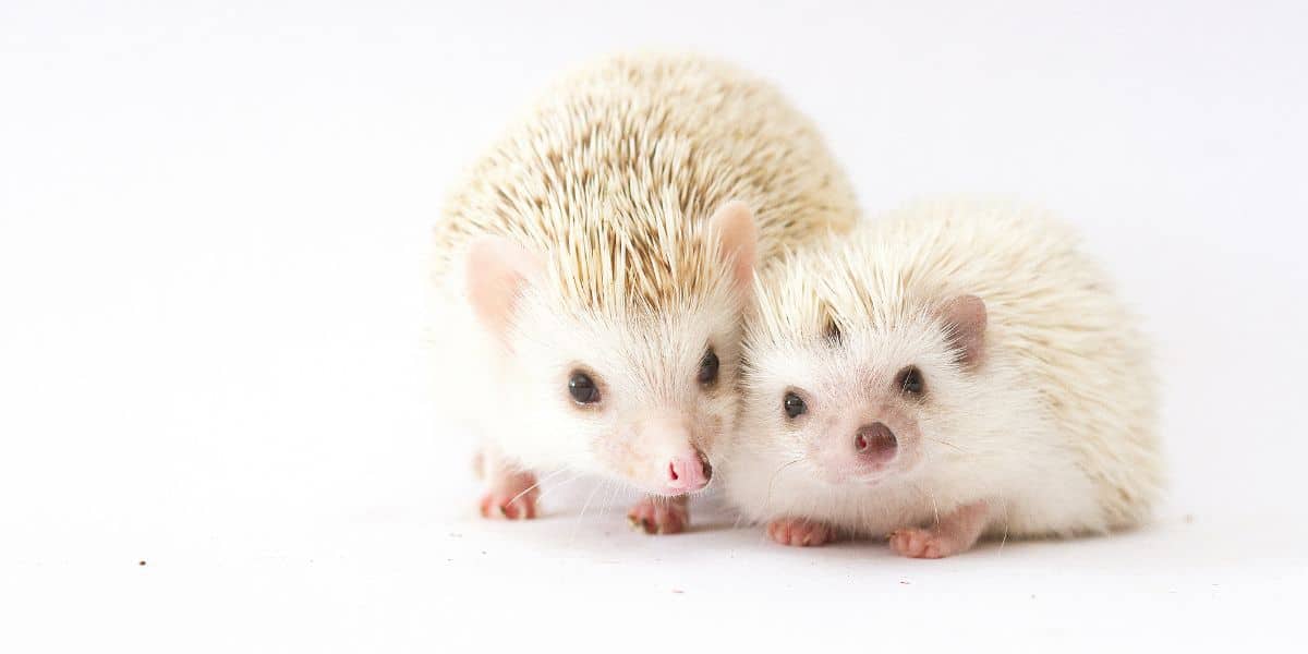 Breeding hedgehogs