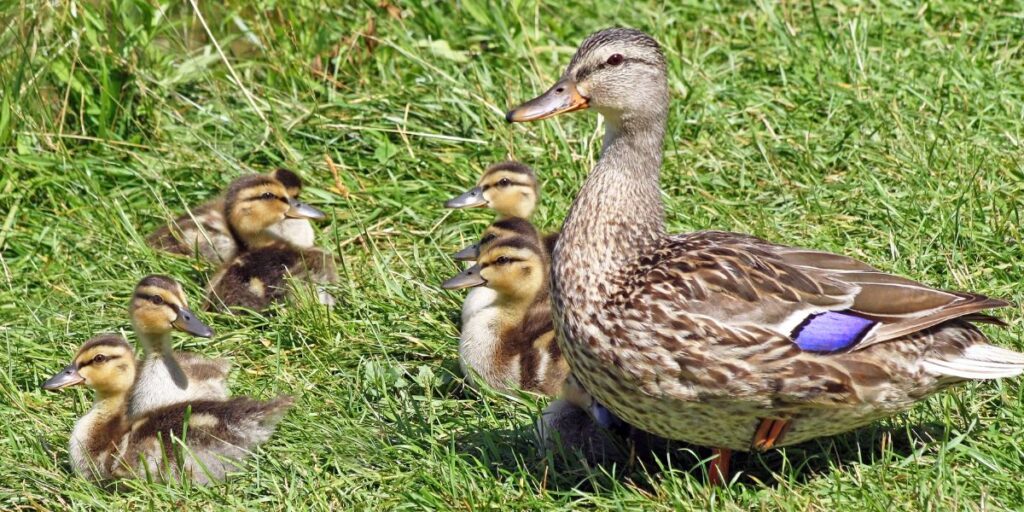 Patos à venda