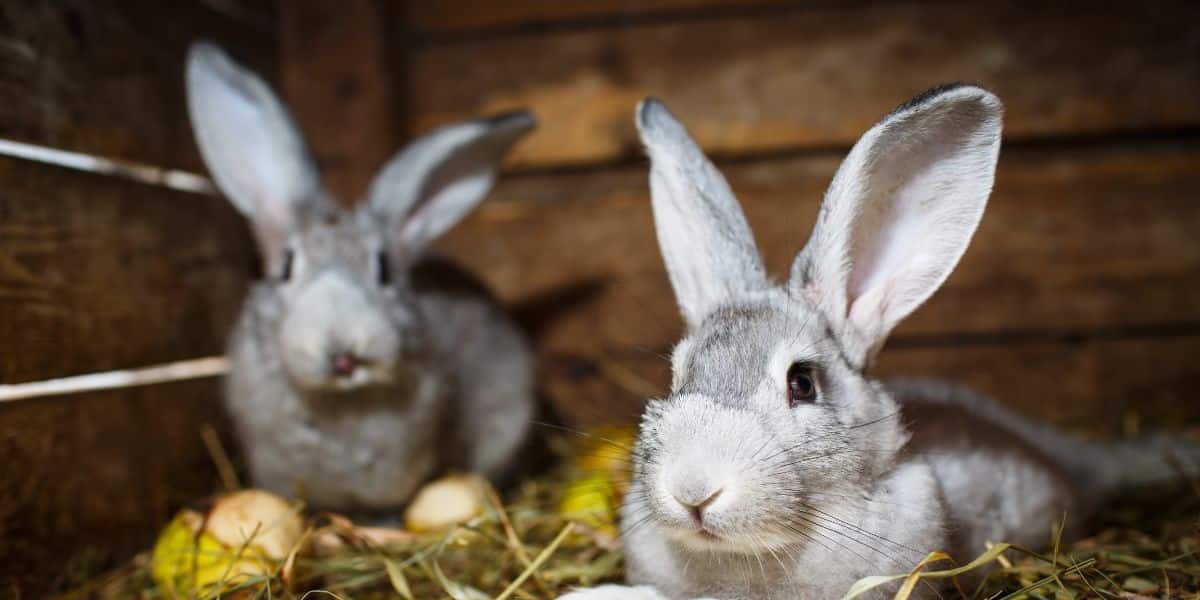Rabbits in hutch