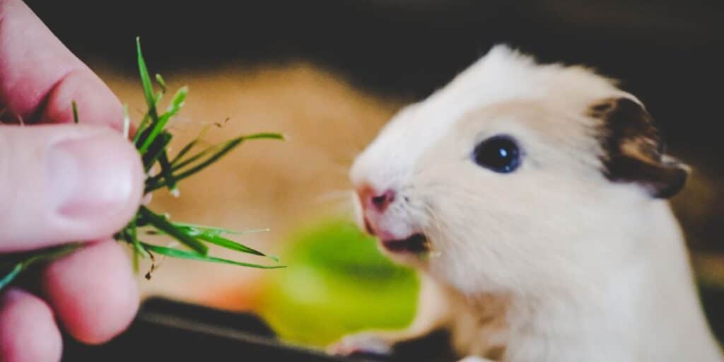 Cute guinea pig eating