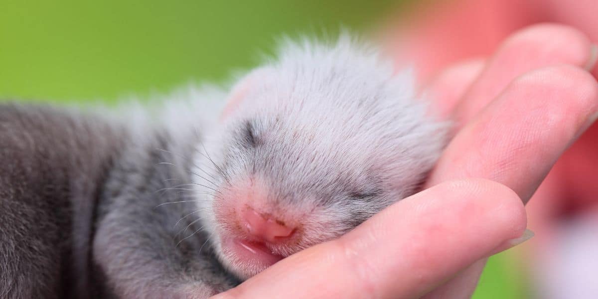 Baby ferret backyard animal