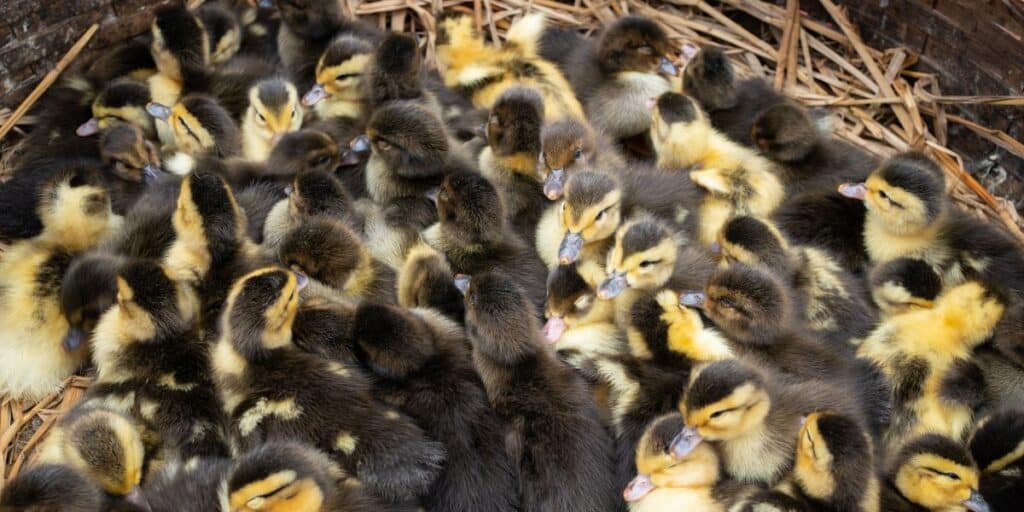 duck breeding