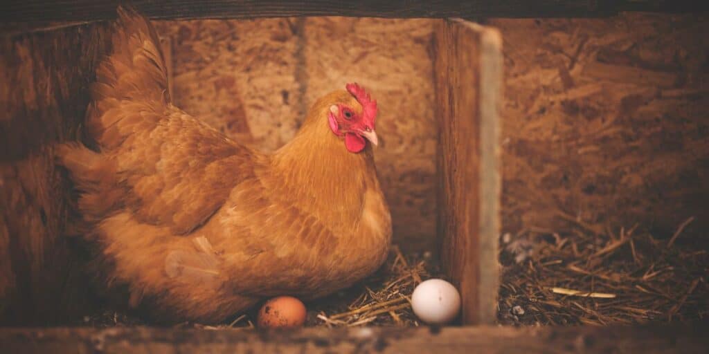 learn how to install features in your chicken coop with our comprehensive guide on chicken coop setup and maintenance.