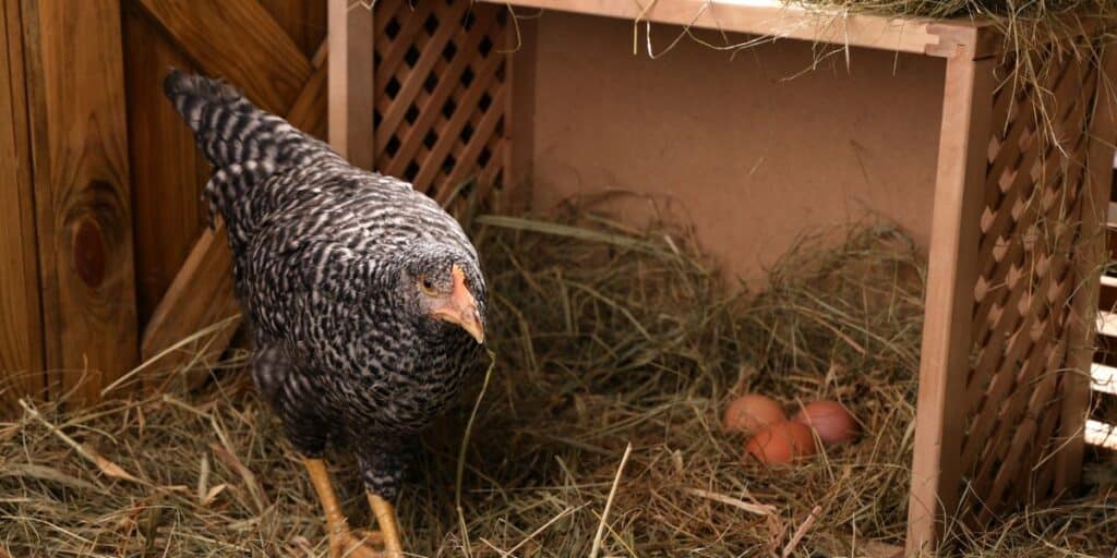 Nesting boxes for chickens