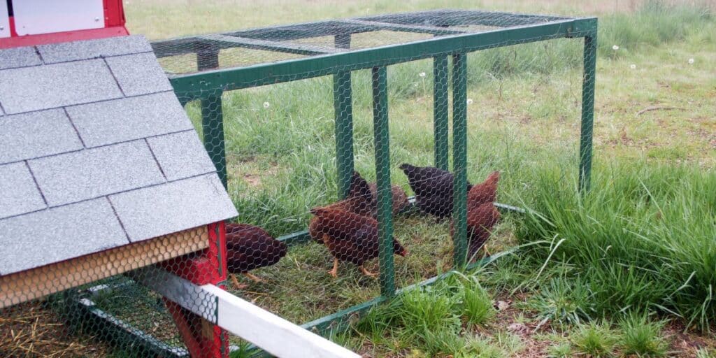 learn everything you need to know about portable chicken tractors and their benefits for your poultry farming in this comprehensive guide.