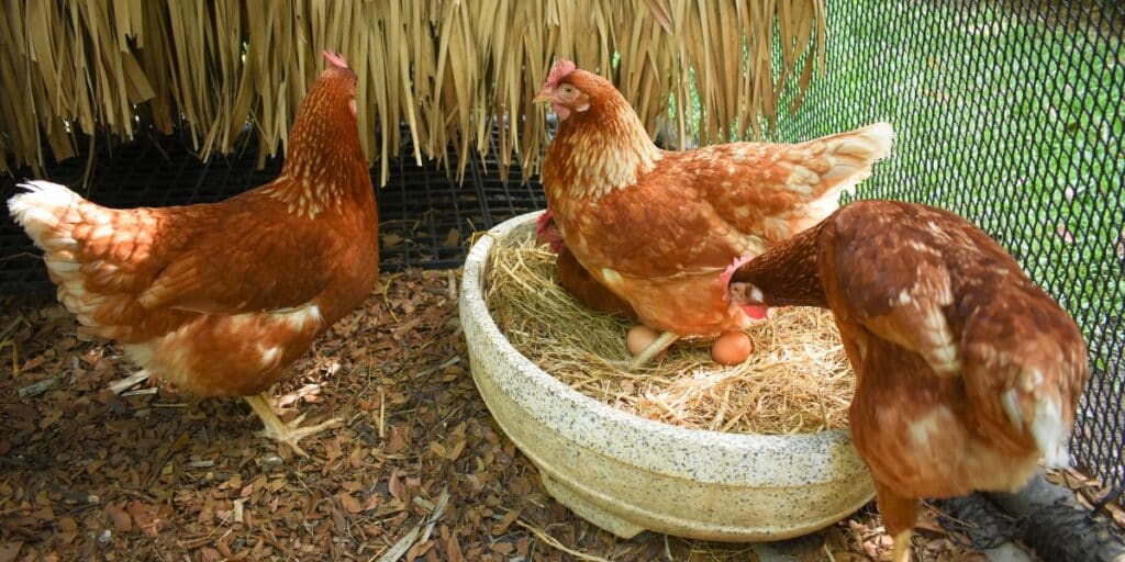 egg-laying free range chicken
