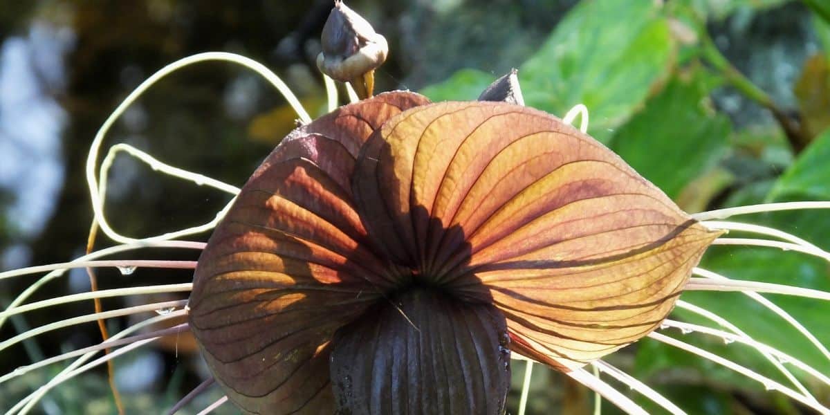 Black bat flower