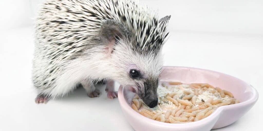 Nutrition requirements - hedgehog