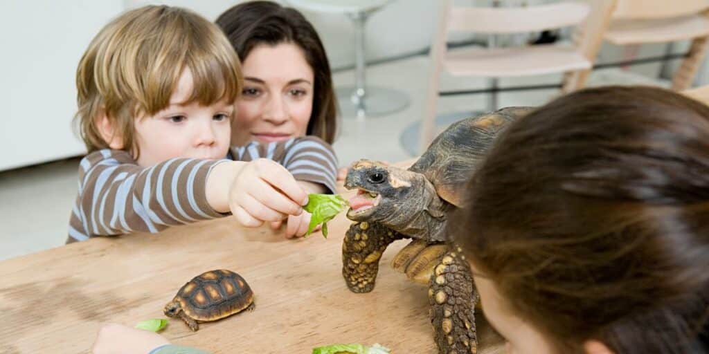 Feeding tortoise