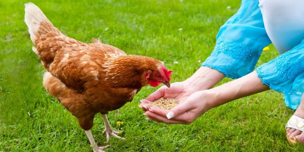 Feeding Chickens