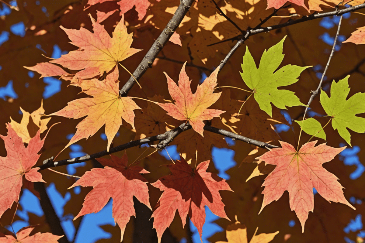 learn all about maple tree seeds and their spread. find out the characteristics and the spreading mechanism of maple tree seeds.