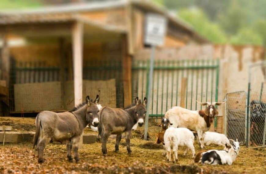 小さな裏庭で農場の動物の世話をするにはどうすればいいでしょうか?