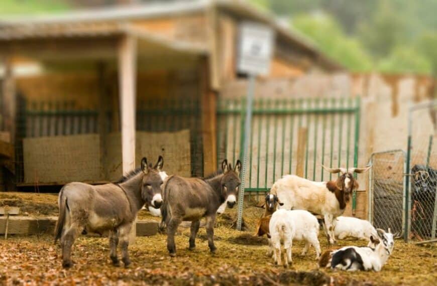 Como cuidar dos animais da fazenda em um quintal pequeno?