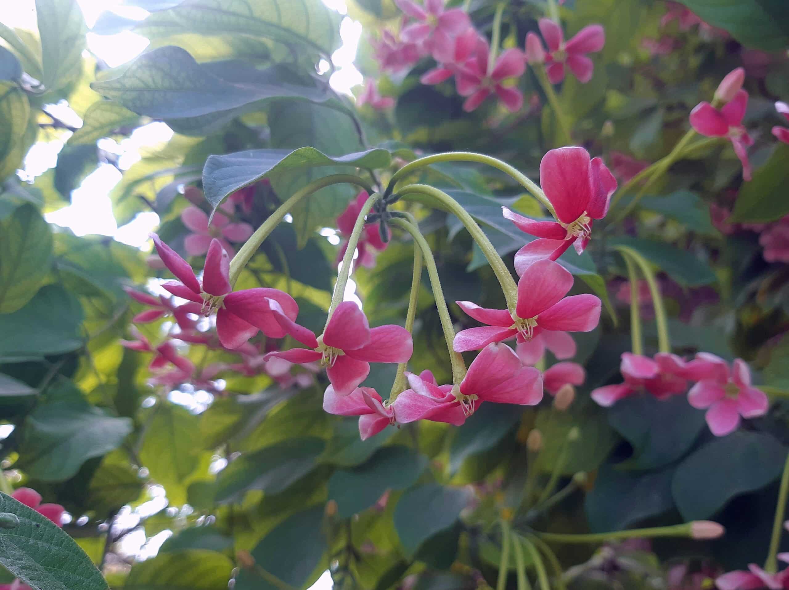 encontre dicas e conselhos úteis sobre jardinagem para ajudá-lo a criar um jardim lindo e próspero.