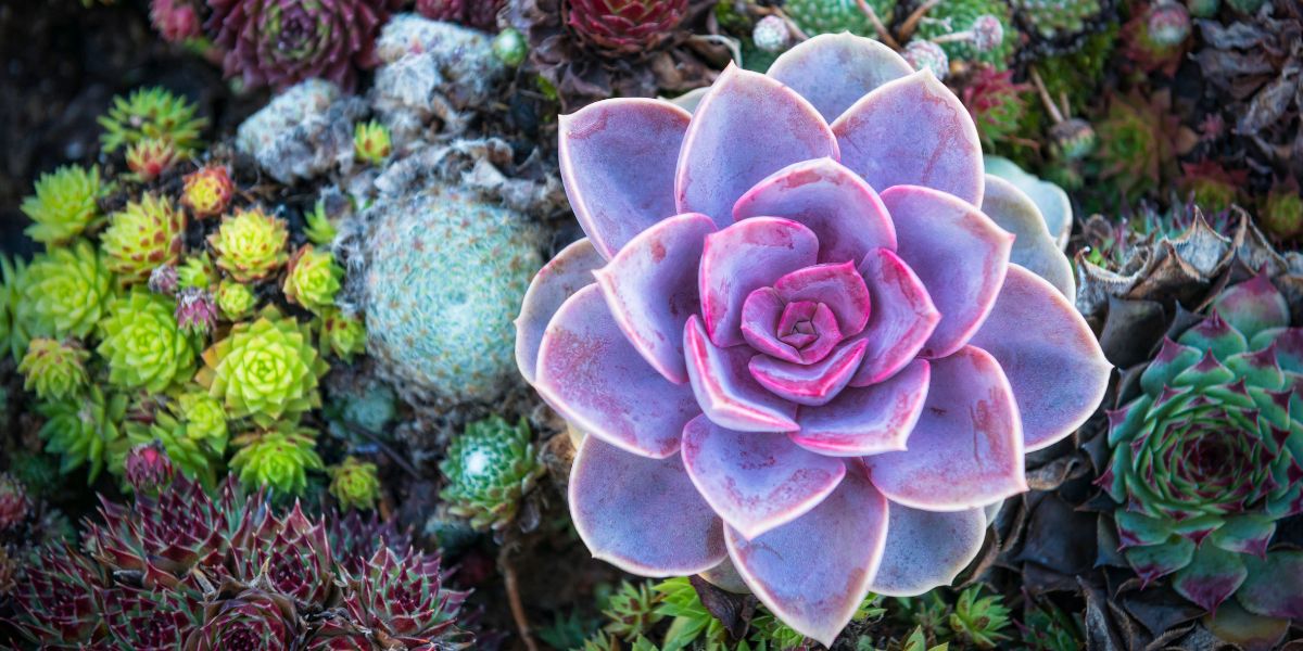 Why are succulent seeds so popular among garden enthusiasts?