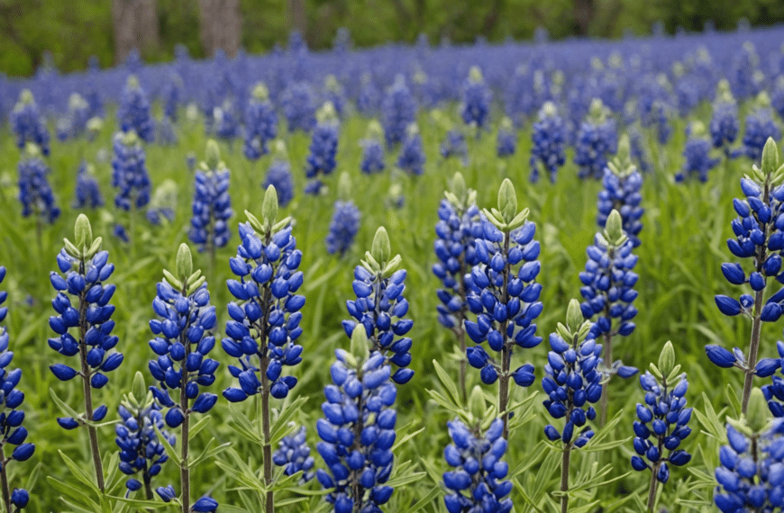 discover the beauty of bluebonnet seeds and learn how to grow them in your garden with our expert guide.