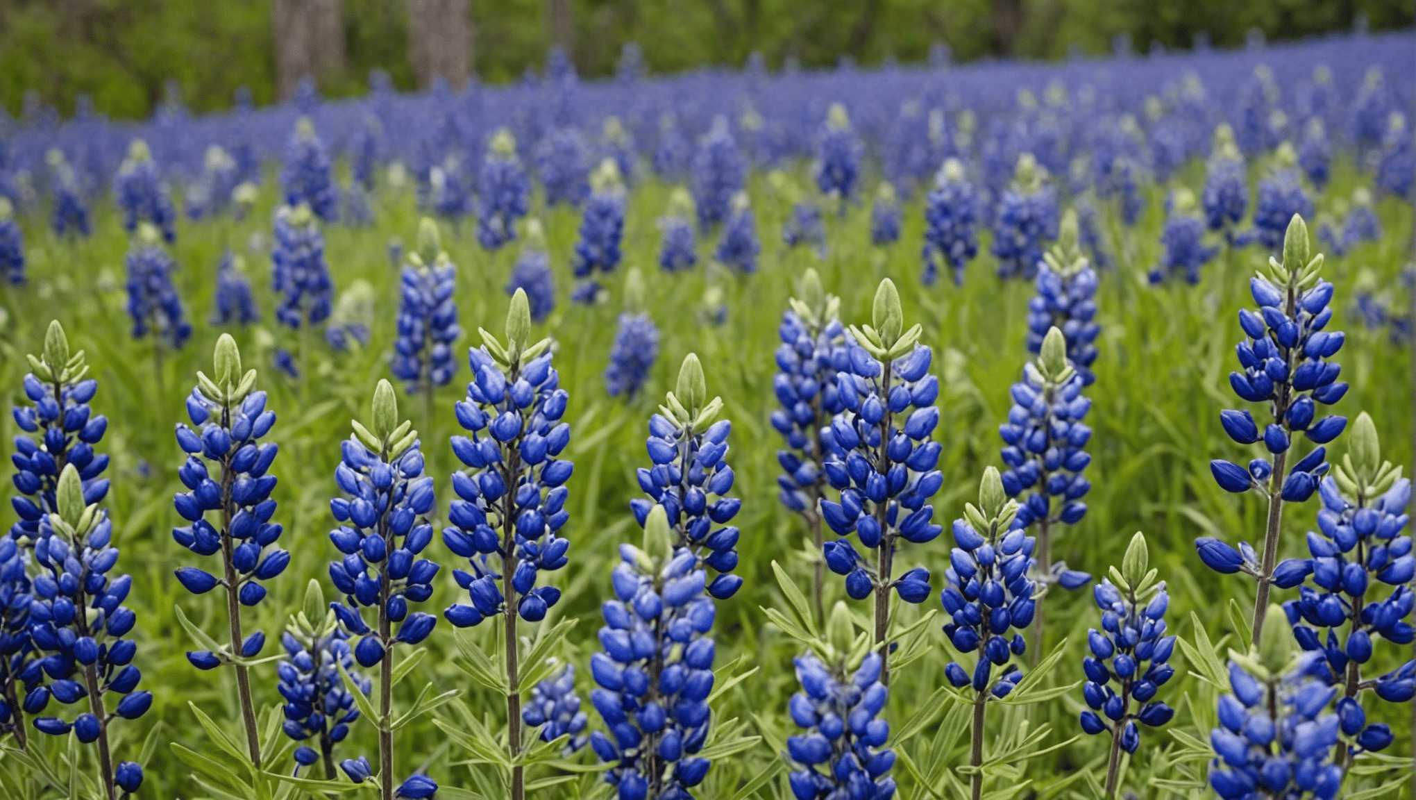 discover the beauty of bluebonnet seeds and learn how to grow them in your garden with our expert guide.
